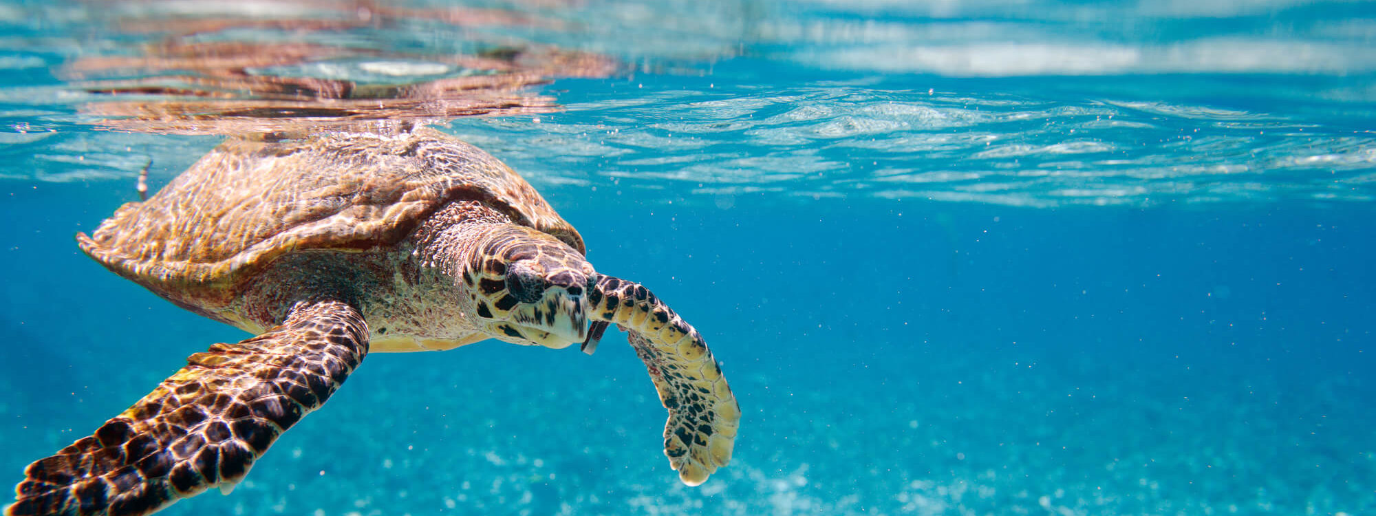 The Sea Turtle Sanctuary Beach Park at Isla Blanca